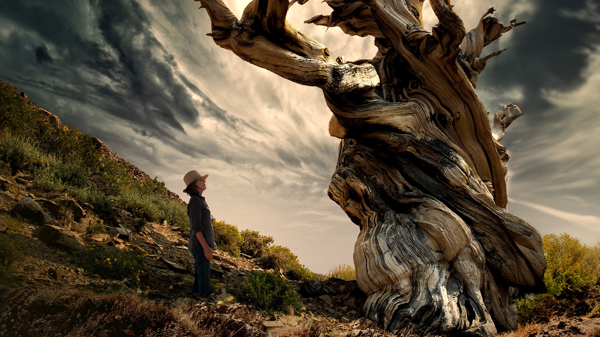 Kunstenaars geïnspireerd door de natuur: waarom het wilde nog steeds onze  creatieve ziel raakt, image size:1920x1080