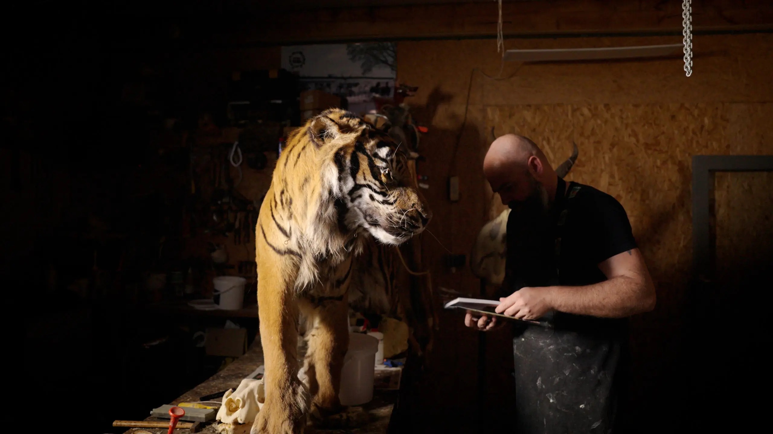 Animorphia – De DocUpdate