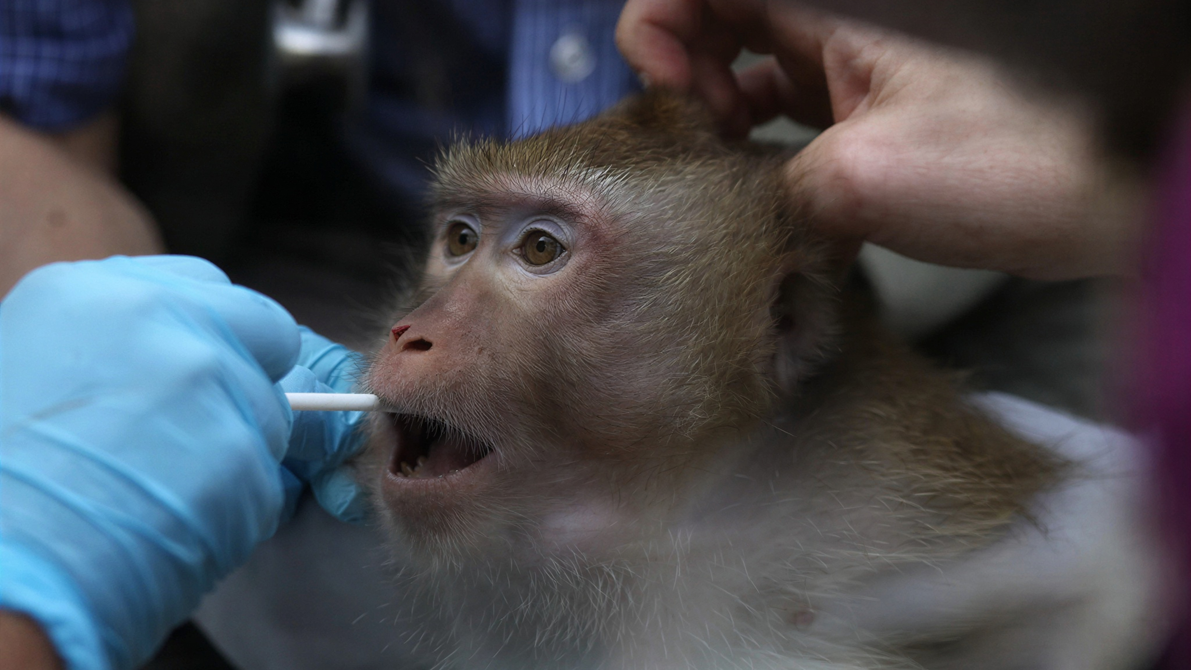 Sentient – De DocUpdate